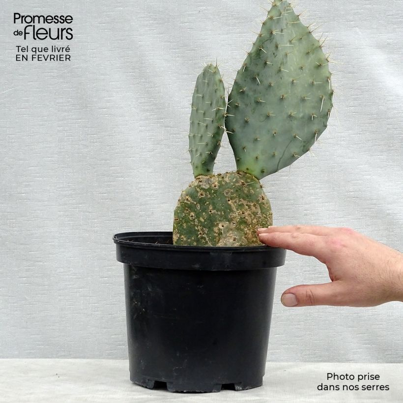 Opuntia dulcis - Cactus raquette Pot de 5L Ejemplar entregado en invierno