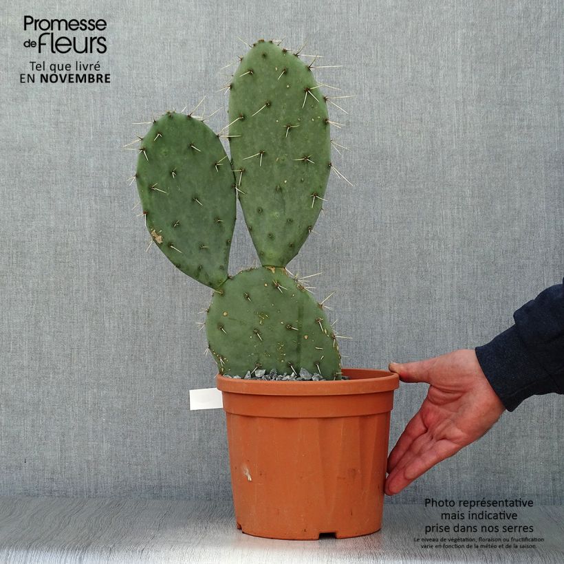 Ejemplar de Opuntia engelmannii  Belen - Cactus raquette Pot de 5L entregado en otoño