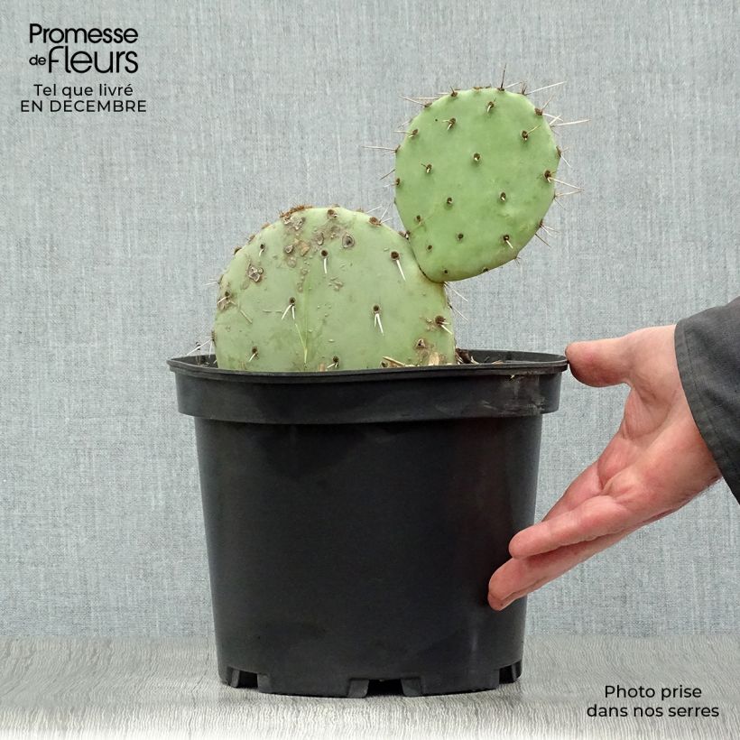 Opuntia engelmannii - Cactus raquette Pot de 4L/5L Ejemplar entregado en invierno