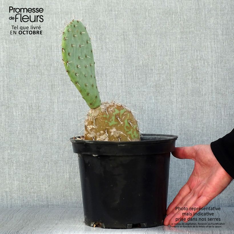 Ejemplar de Opuntia engelmannii - Cactus raquette Pot de 4L/5L entregado en otoño