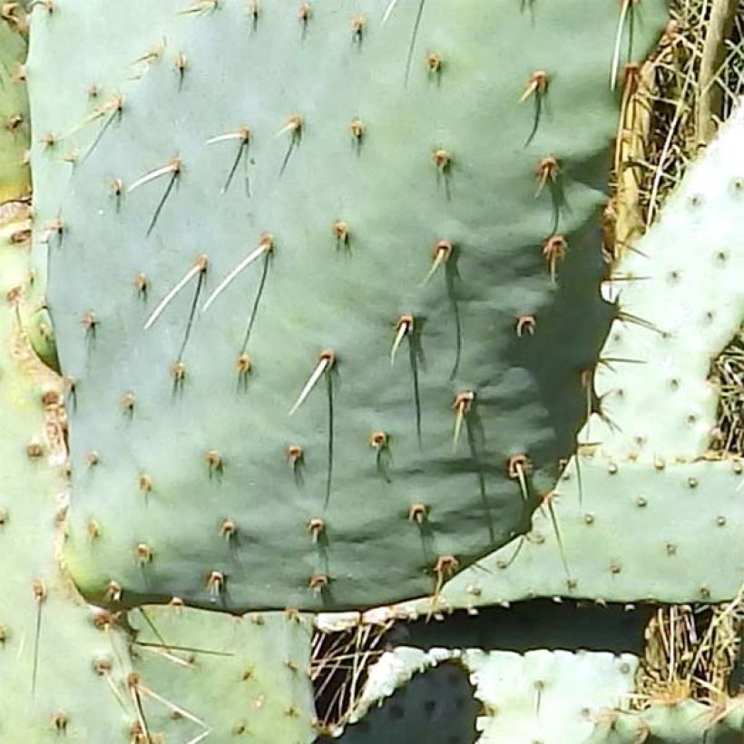 Opuntia engelmannii var.linguiformis (Follaje)