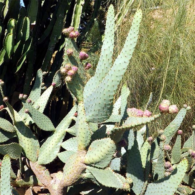 Opuntia engelmannii var.linguiformis (Porte)