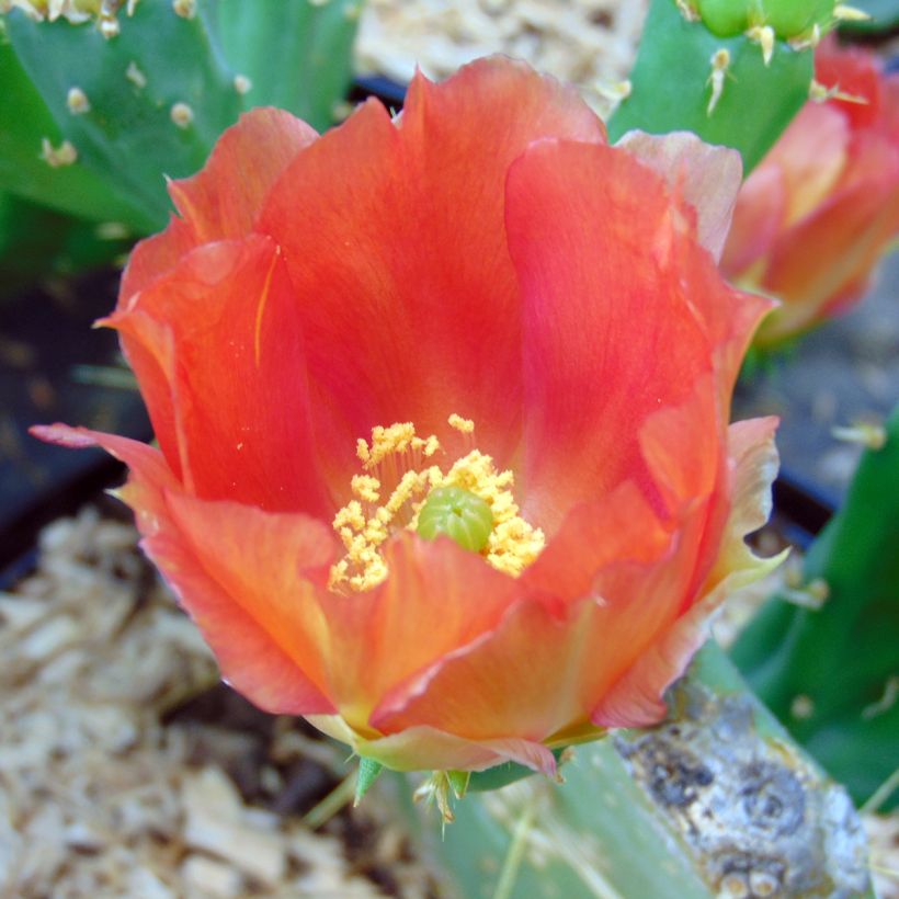 Opuntia engelmannii var.indheimeri (Floración)