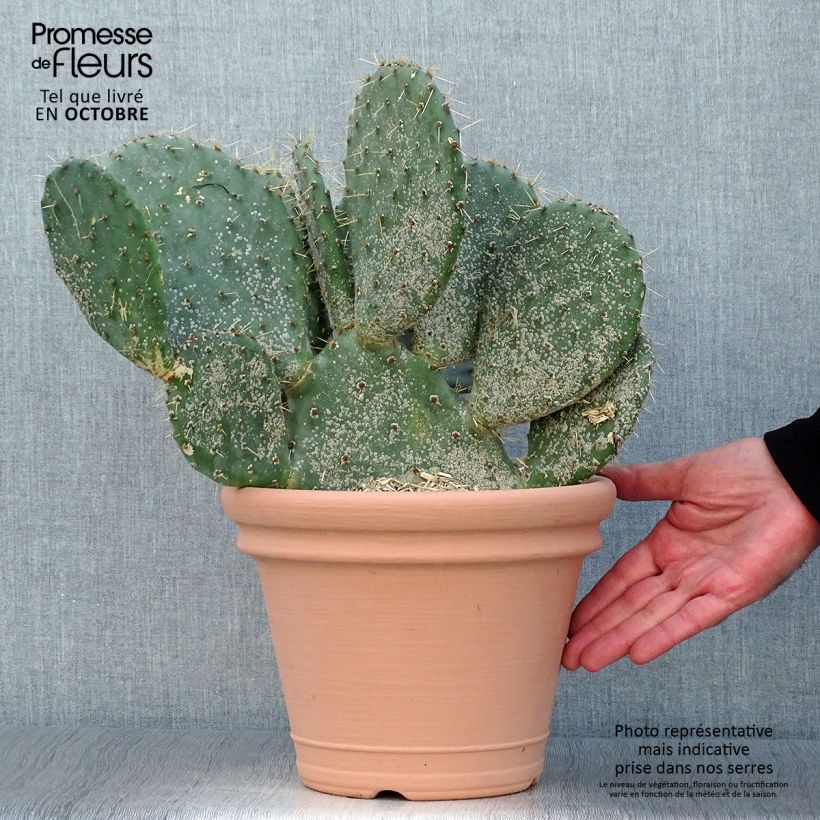 Ejemplar de Opuntia engelmannii lindheimeri - Oponce Pot de 4L/5L entregado en otoño