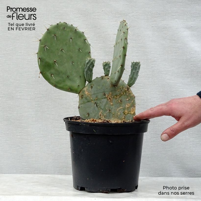 Opuntia engelmannii var. linguiformis - Oponce Pot de 4L/5L Ejemplar entregado en invierno