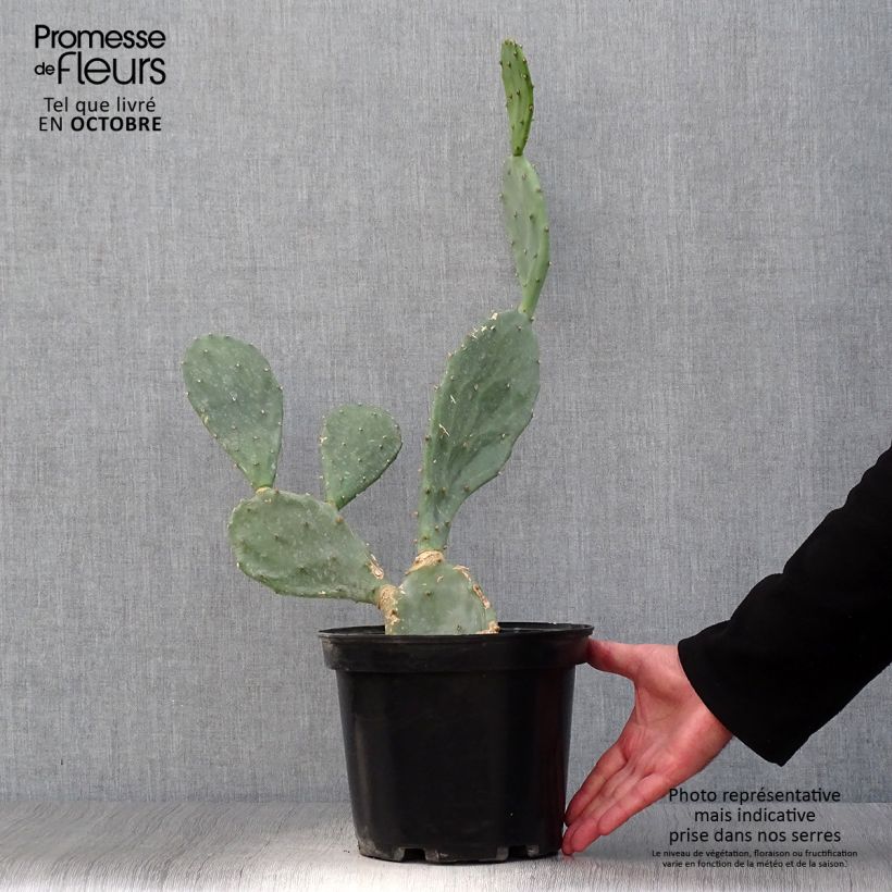 Ejemplar de Opuntia engelmannii var. rastrera - Oponce Pot de 4L/5L entregado en otoño