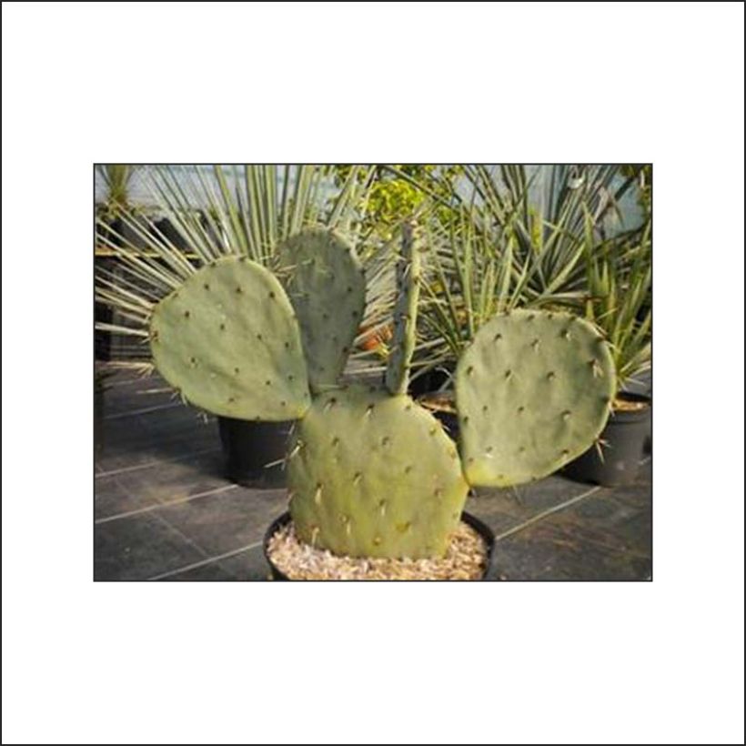 Opuntia gregoriana (Follaje)