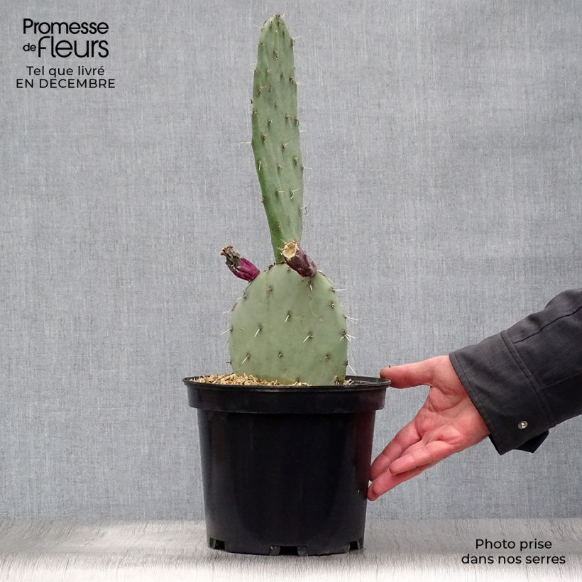 Opuntia gregoriana - Oponce Pot de 4L/5L Ejemplar entregado en invierno