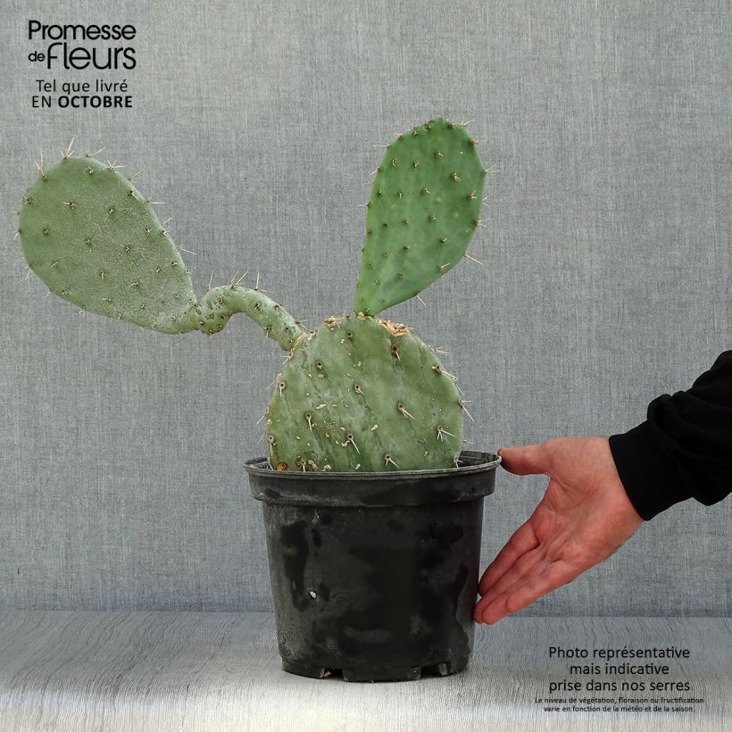 Ejemplar de Opuntia gregoriana - Oponce Pot de 4L/5L entregado en otoño