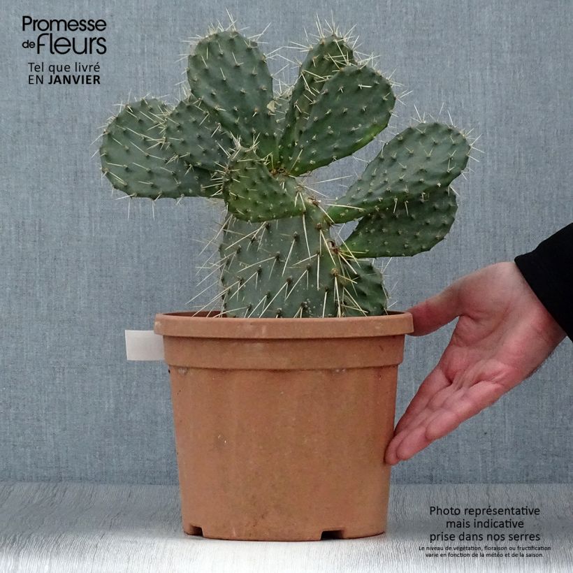 Opuntia howeyi - Cactus raquette Pot de 5L Ejemplar entregado en invierno