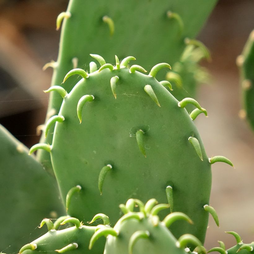 Opuntia laevis (Follaje)