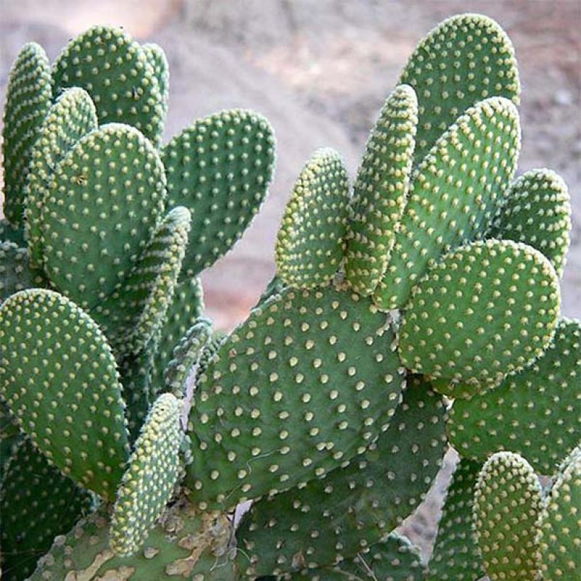 Opuntia microdasys (Follaje)