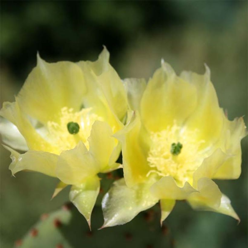 Opuntia microdasys (Floración)