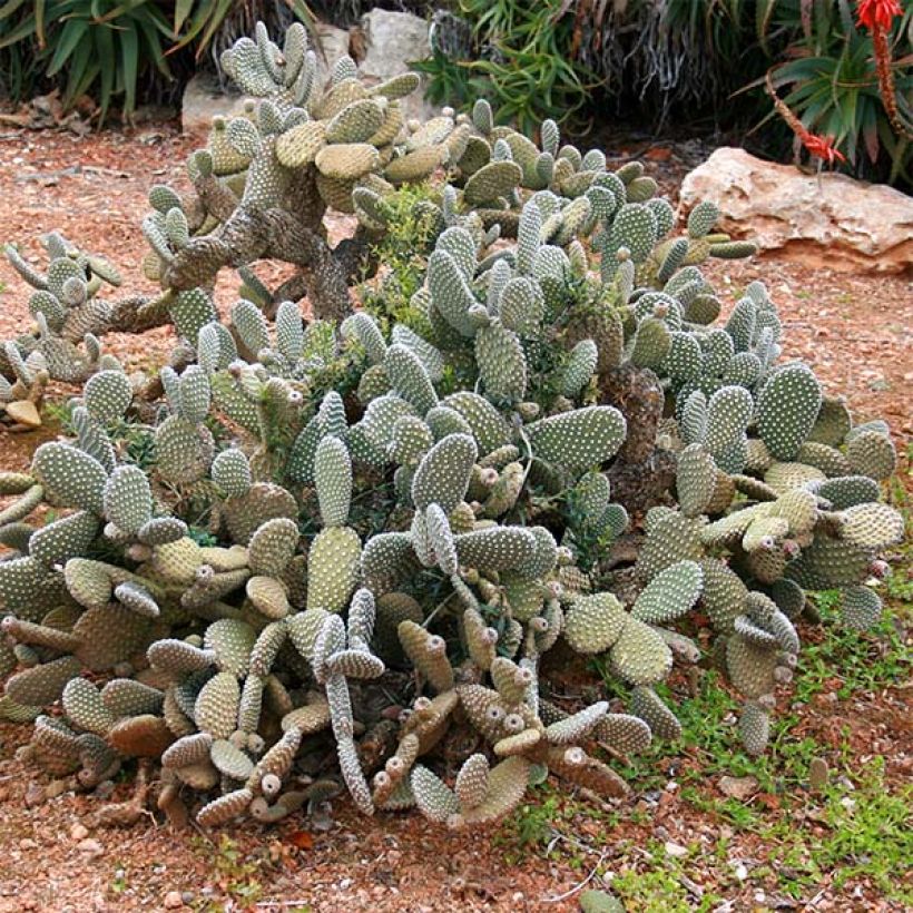 Opuntia microdasys (Porte)