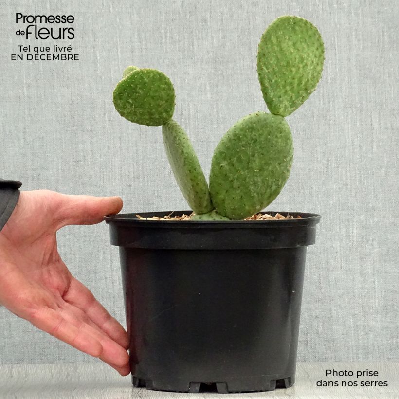 Opuntia microdasys Caress - Cactus raquette Pot de 3L/4L Ejemplar entregado en invierno