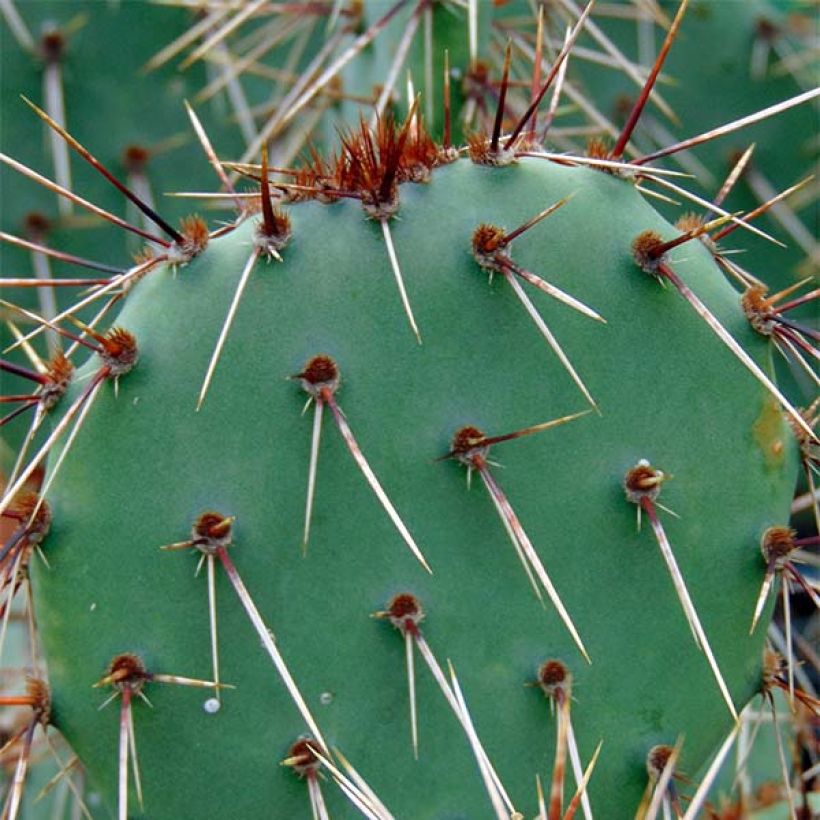 Opuntia phaeacantha Mojavensis (Follaje)