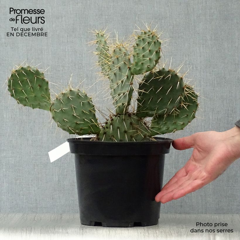 Opuntia phaeacantha Mojavensis Ejemplar entregado en invierno