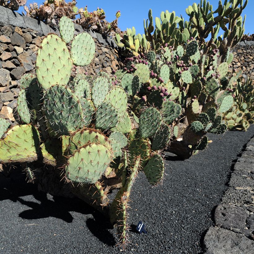 Opuntia phaeacantha Mojavensis (Porte)