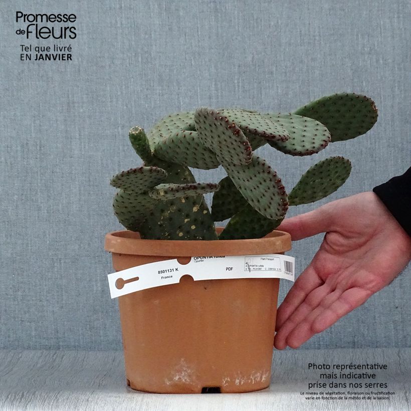 Opuntia rufida - Cactus raquette Pot de 3/4L Ejemplar entregado en invierno