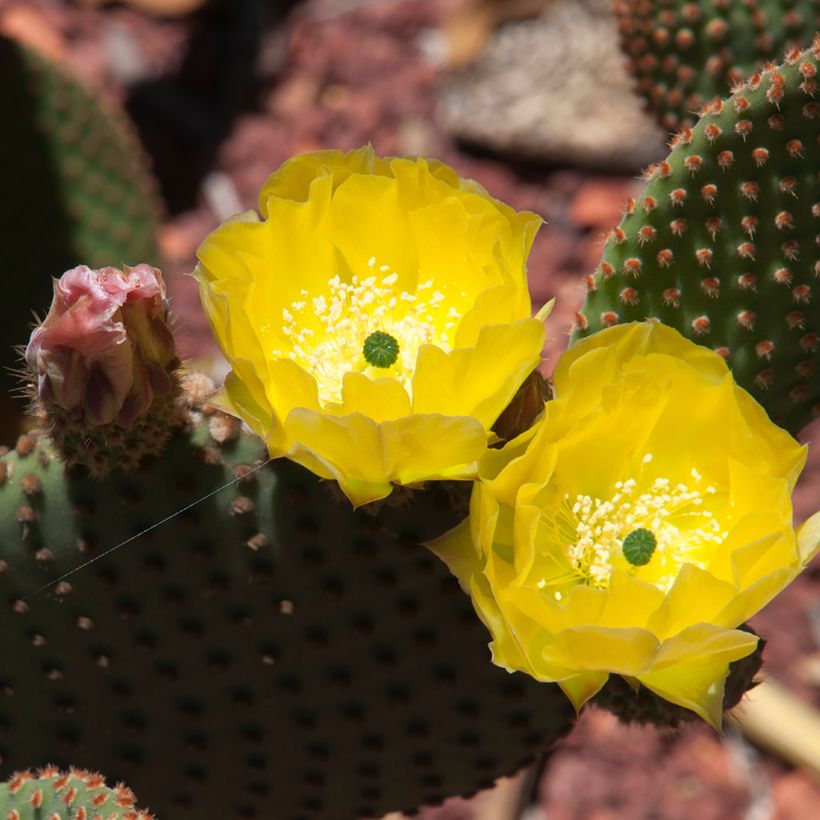 Opuntia rufida (Floración)