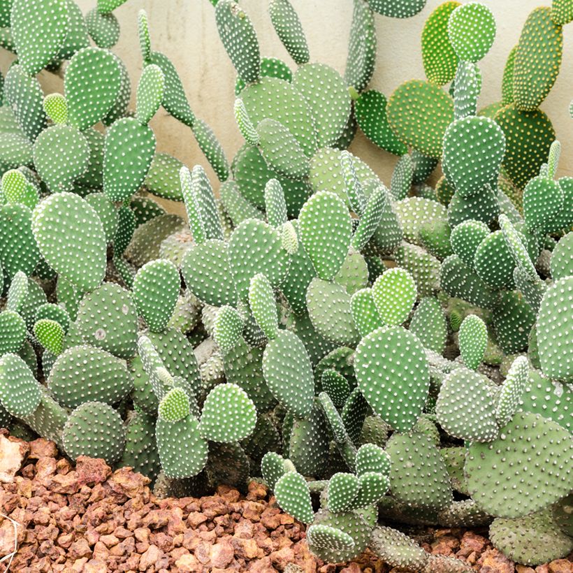 Opuntia rufida (Porte)