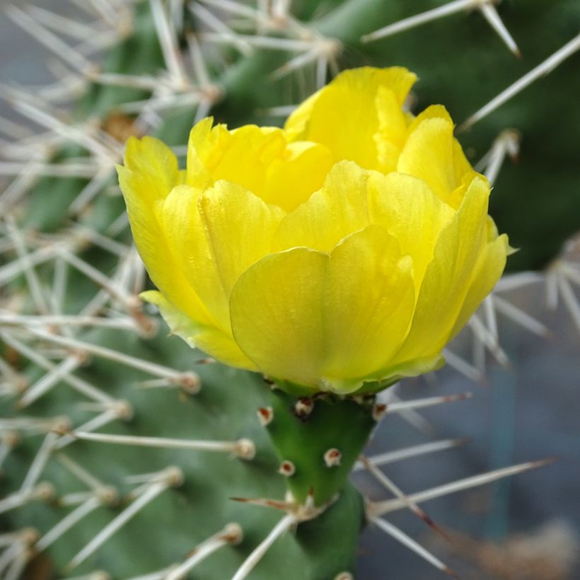 Opuntia sulfurea (Floración)