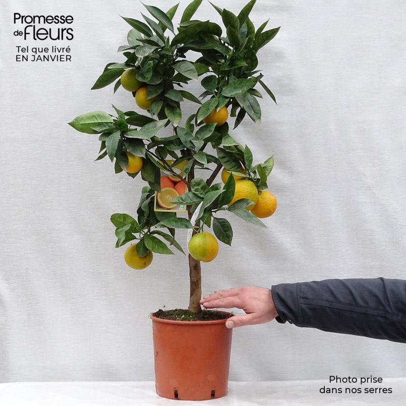 Oranger - Citrus Sinensis - Agrumes Pot de 6L/7L Ejemplar entregado en invierno