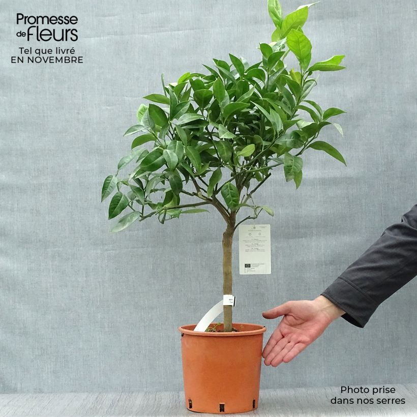 Ejemplar de Oranger - Citrus Sinensis - Agrumes Pot de 4L/5L entregado en otoño