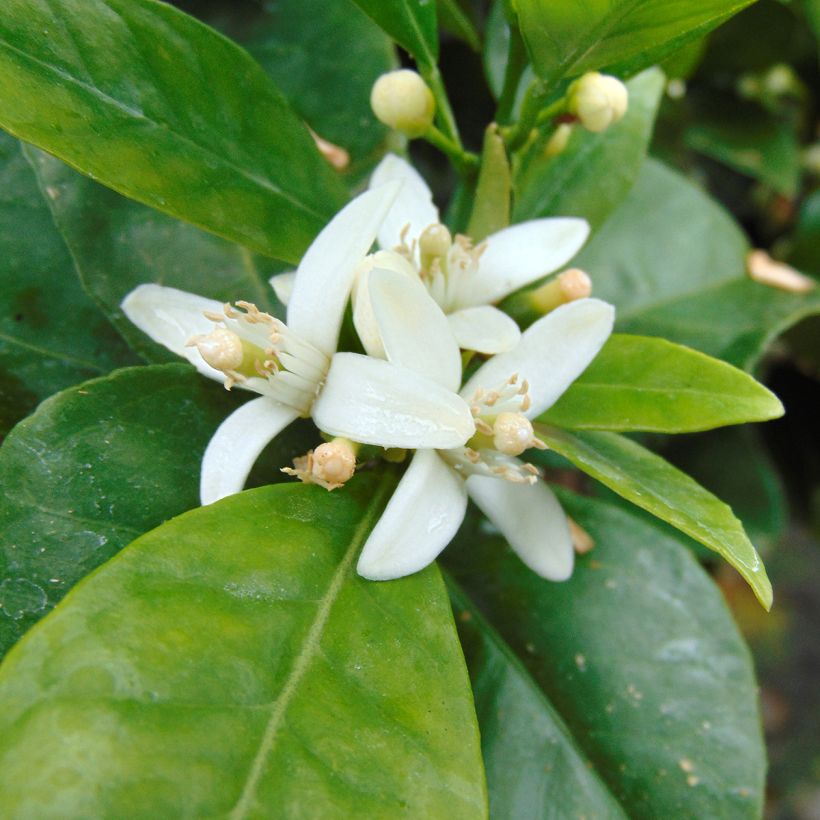 Naranjo Oranger - Citrus sinensis (Floración)