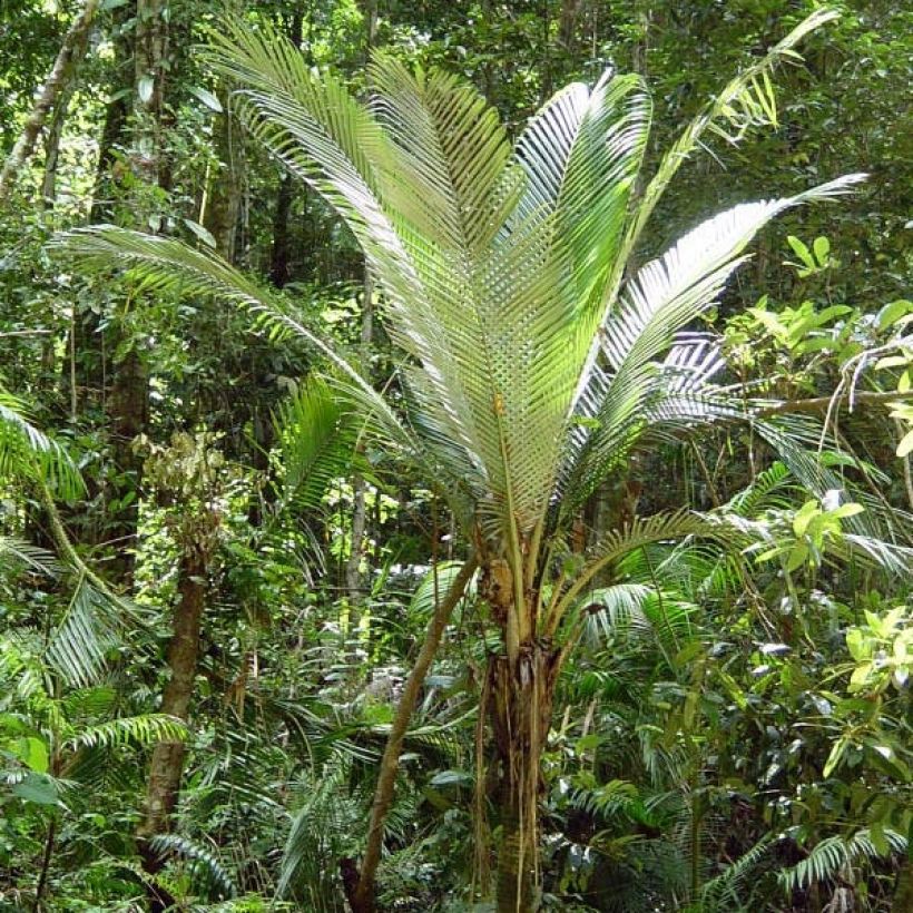 Oraniopsis appendiculata - Palmera (Porte)