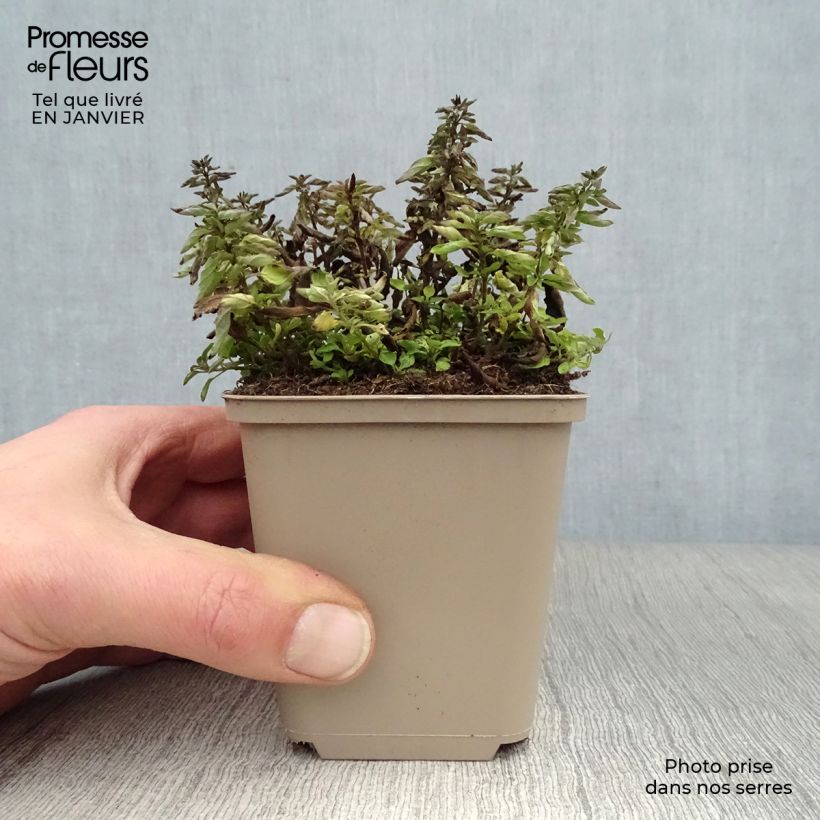 Origan - Origanum vulgare Compactum Godet de 9cm Ejemplar entregado en invierno