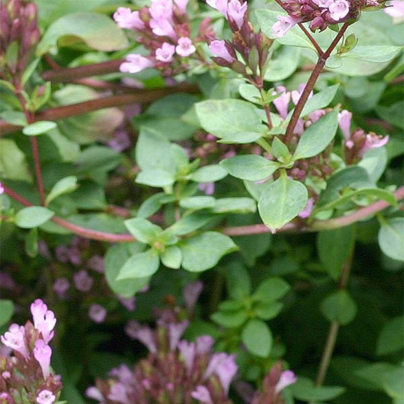 Orégano Herrenhausen - Origanum laevigatum (Follaje)