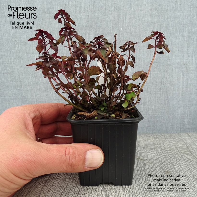 Origanum laevigatum Herrenhausen -  Origan pourpre - Marjolaine Godet de 8/9cm Ejemplar entregado en invierno