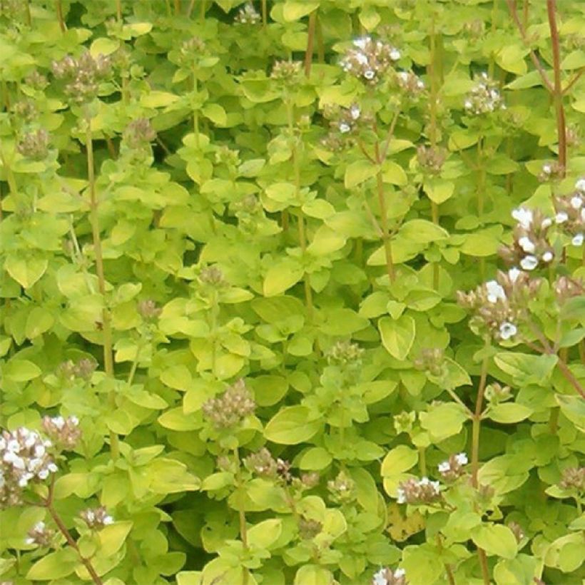 Orégano Aureum (Follaje)