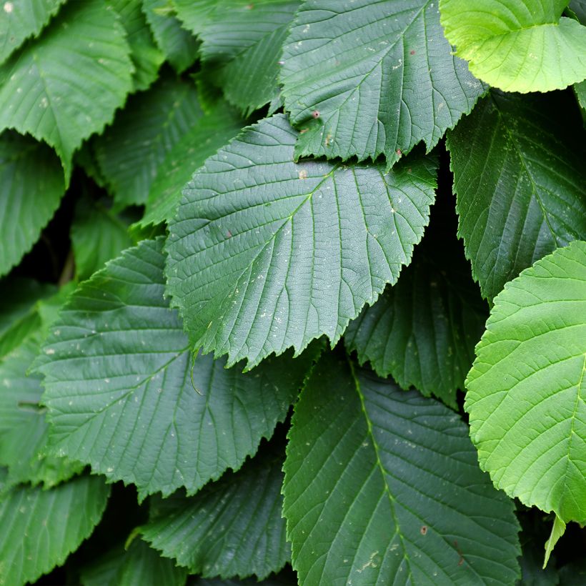 Ulmus glabra Pendula - Olmo (Follaje)