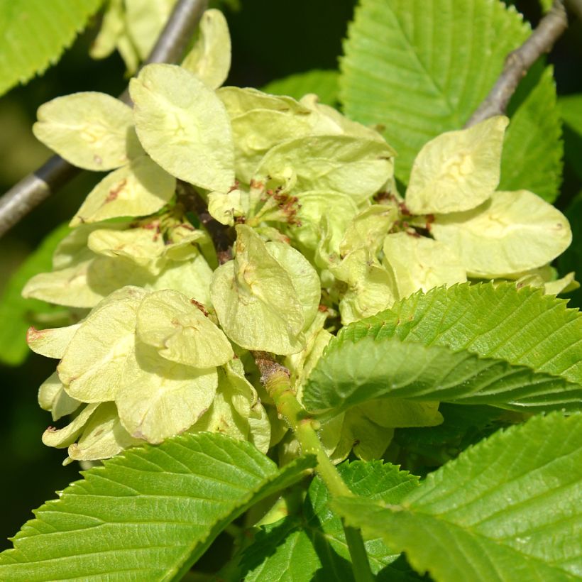 Ulmus glabra Pendula - Olmo (Floración)