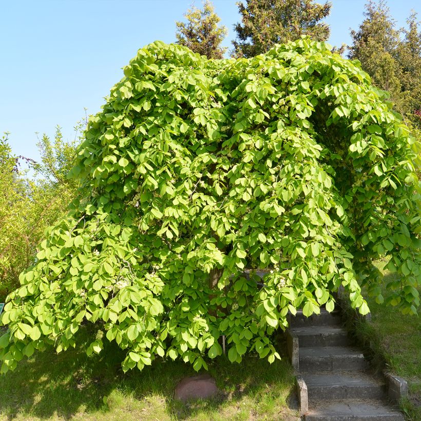 Ulmus glabra Pendula - Olmo (Porte)