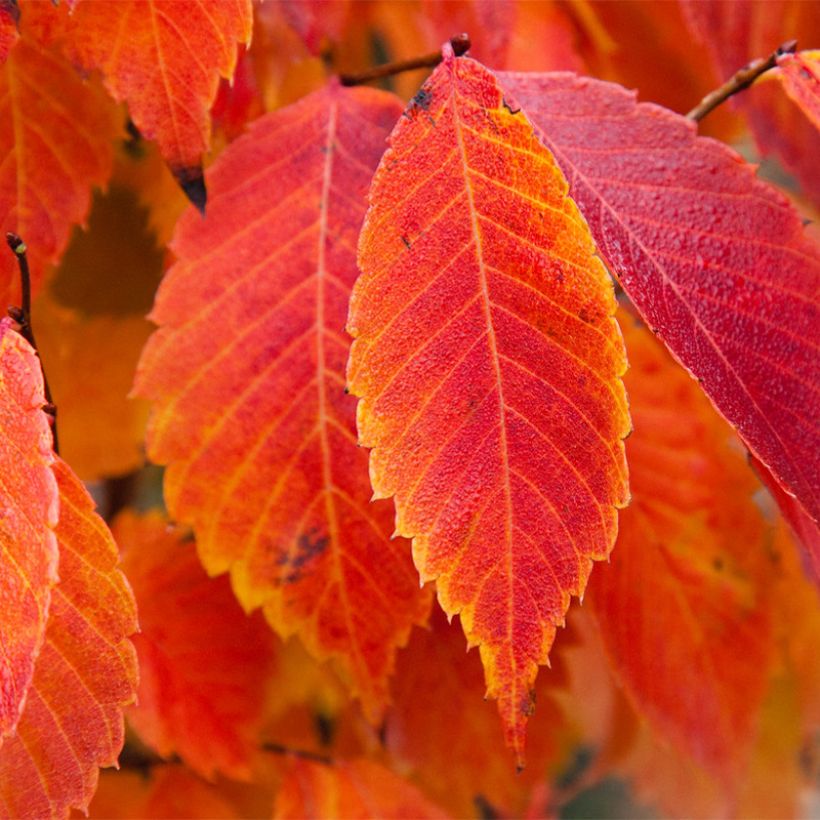 Zelkova serrata Goblin (Follaje)