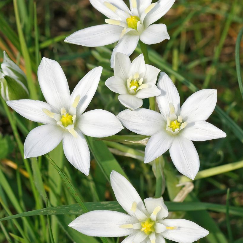 Ornithogalum umbellatum - Estrella de Belén (Floración)