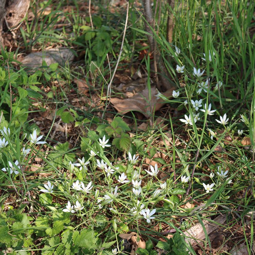 Ornithogalum umbellatum - Estrella de Belén (Porte)