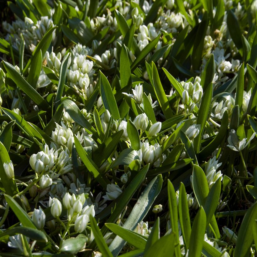 Ornithogalum balansae (Porte)