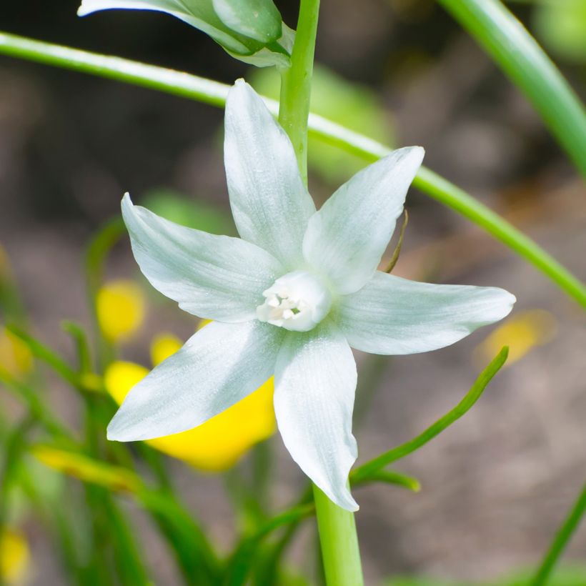 Ornithogalum nutans (Floración)