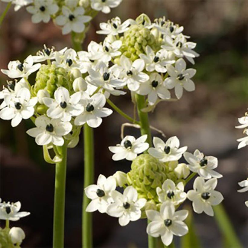 Ornithogalum saundersiae (Floración)