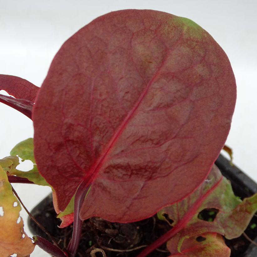 Acedera romana Purpurea - Rumex scutatus (Follaje)