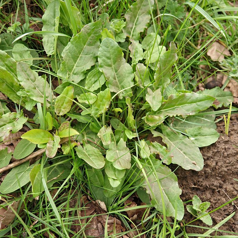 Acedera común (semillas) - Rumex acetosa (Porte)