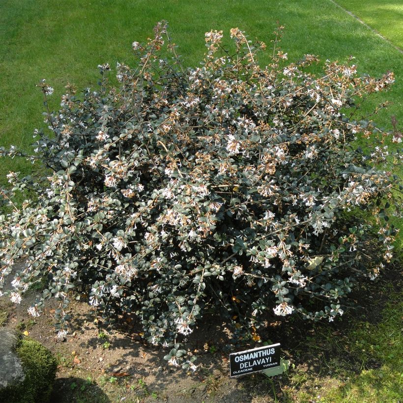 Osmanthus delavayi Heaven Scent (Porte)