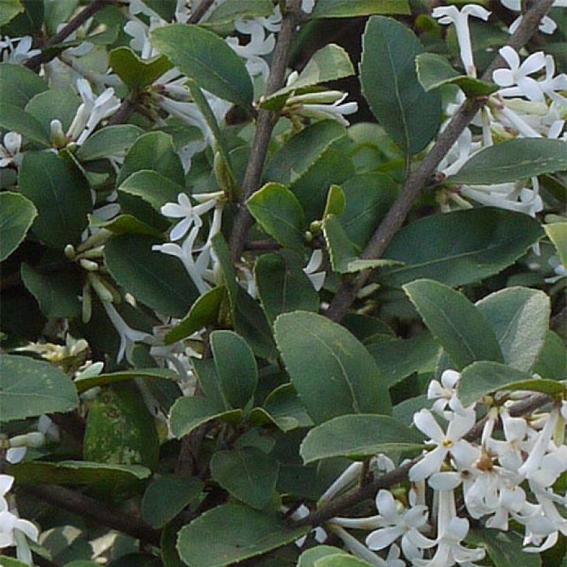 Osmanthus delavayi (Follaje)