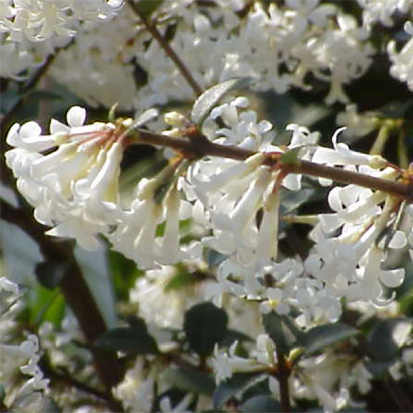 Osmanthus delavayi (Floración)