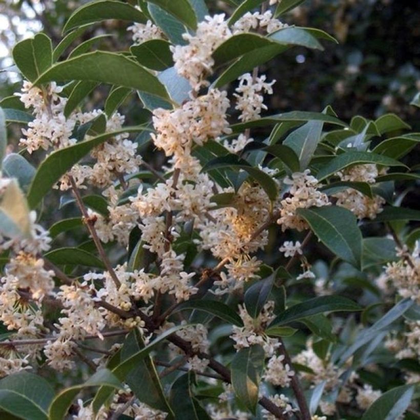 Osmanthus fortunei (Floración)