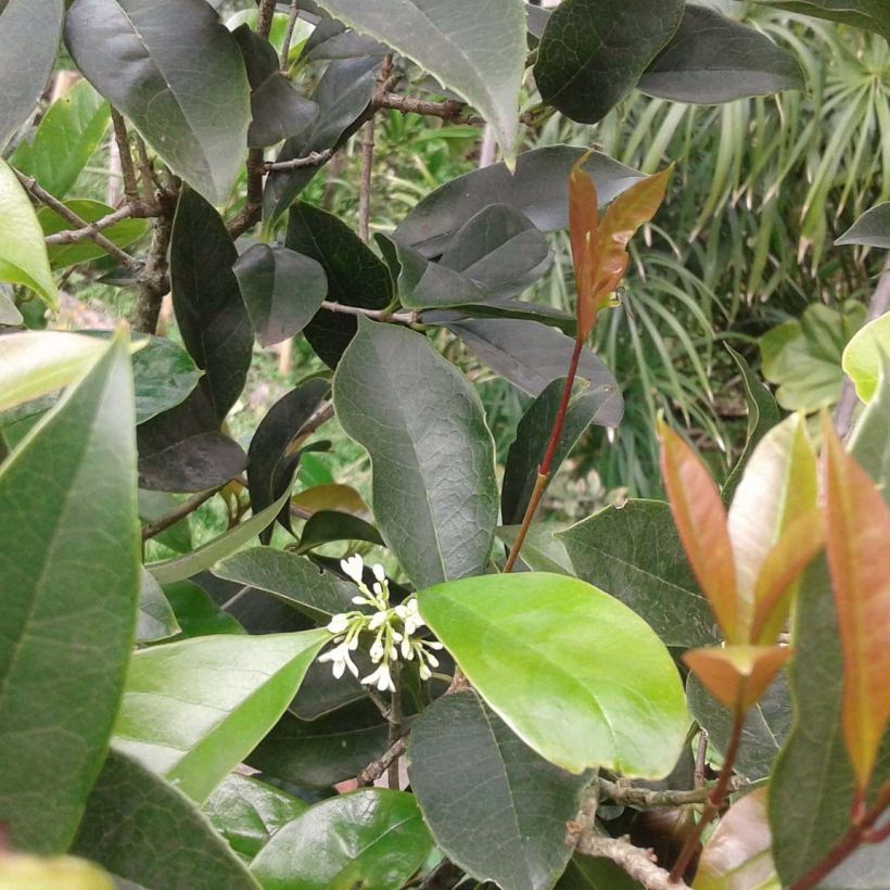 Osmanthus fragrans - Olivo fragante (Follaje)